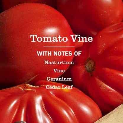 Mrs. Meyer's Tomato Vine Everyday Multi-Surface Cleaner 3-Count Bundle